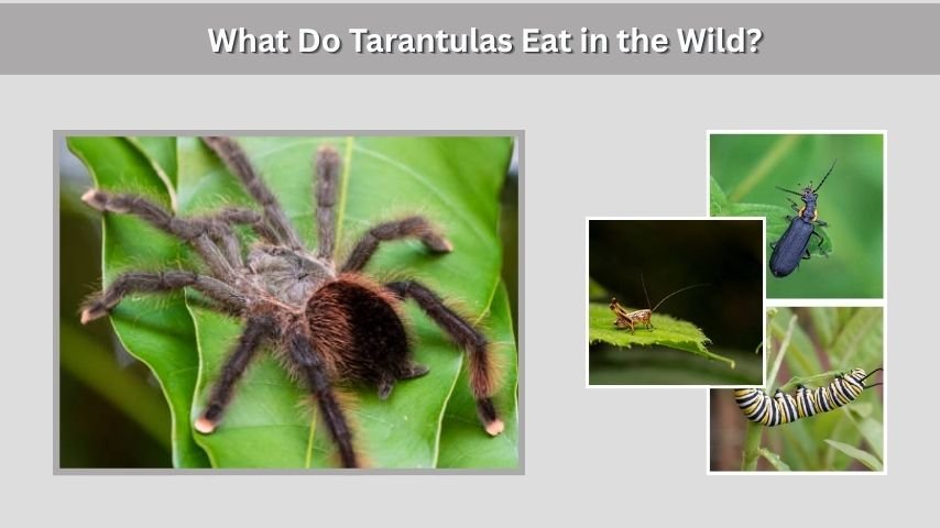 What Do Tarantulas Eat in the Wild?