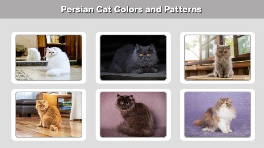 Persian Cat Colors and Patterns