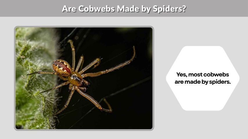 Are Cobwebs Made by Spiders?