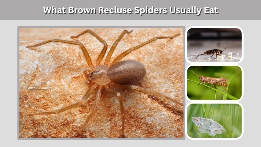 What Brown Recluse Spiders Usually Eat