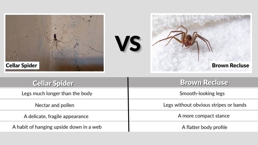 Cellar Spider vs Brown Recluse Look at the Legs First