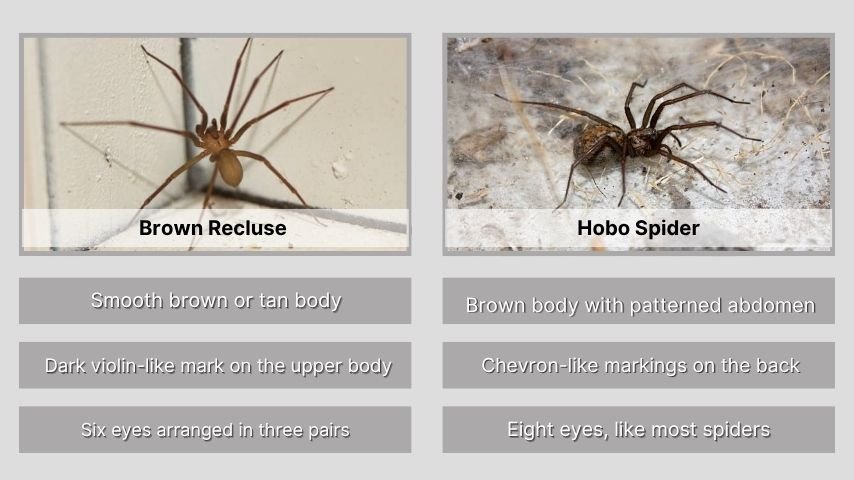 Identification Differences