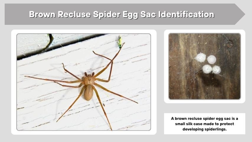 Brown Recluse Spider Egg Sac Identification