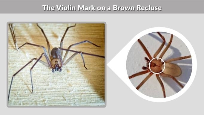 The Violin Mark on a Brown Recluse