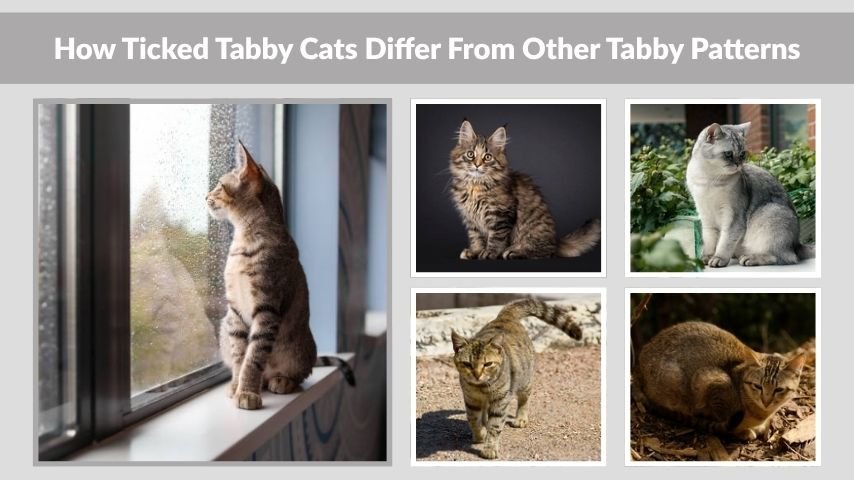 How Ticked Tabby Cats Differ From Other Tabby Patterns