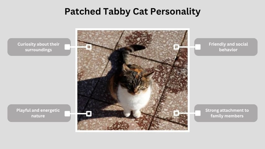 Patched Tabby Cat Personality