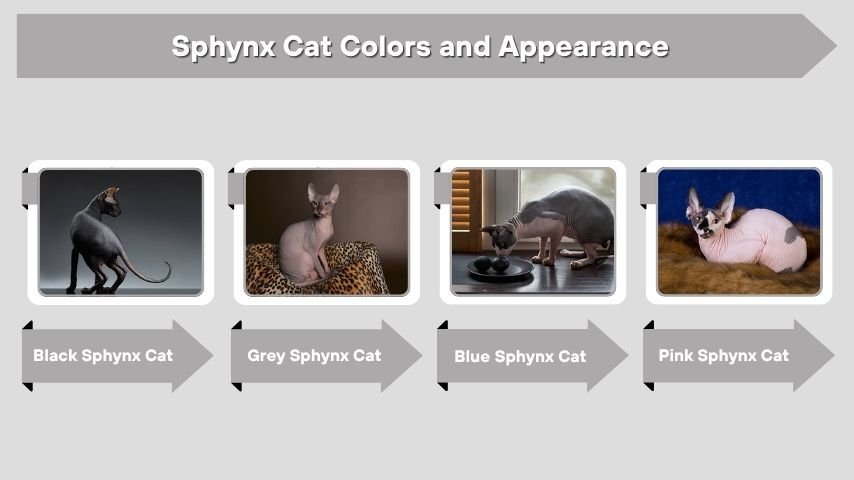 Sphynx Cat Colors and Appearance