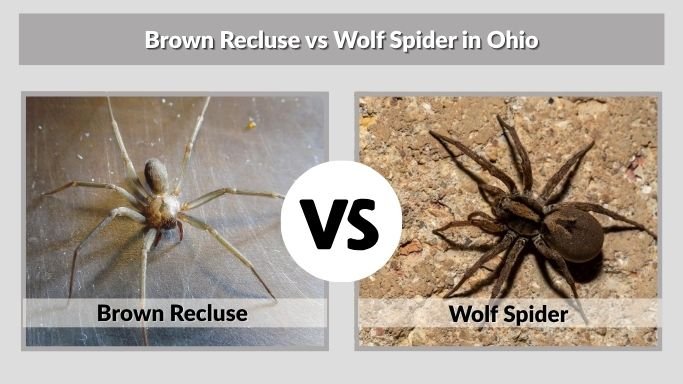 Brown Recluse vs Wolf Spider in Ohio