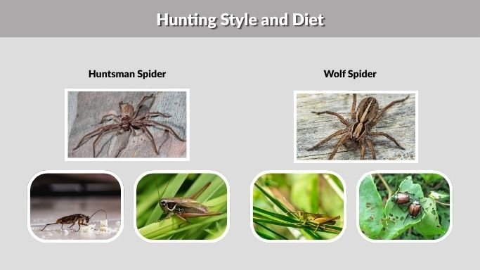 Hunting Style and Diet