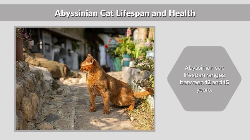 Abyssinian Cat Lifespan and Health