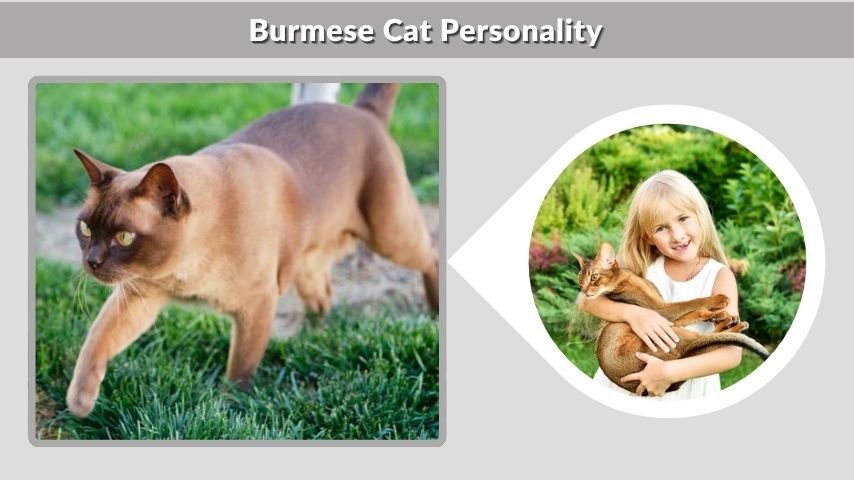 Burmese Cat Personality
