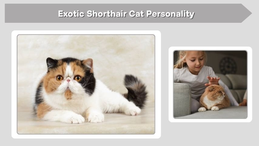 Exotic Shorthair Cat Personality