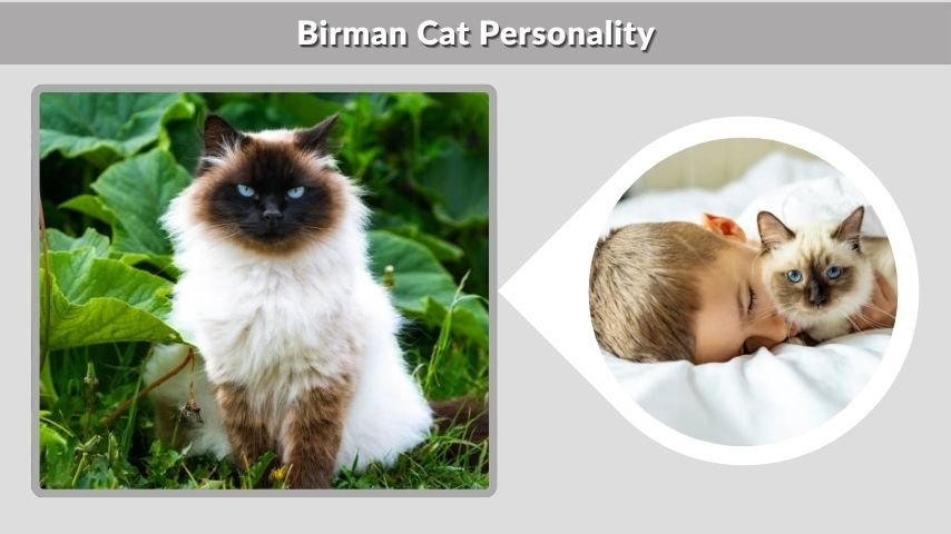 Birman Cat Personality