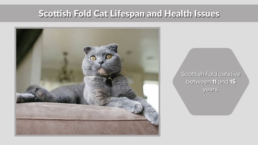 Scottish Fold Cat Lifespan and Health Issues