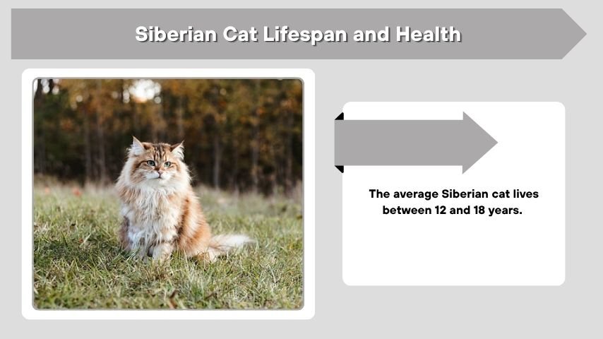 Siberian Cat Lifespan and Health