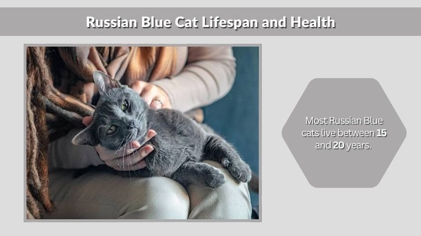 Russian Blue Cat Lifespan and Health