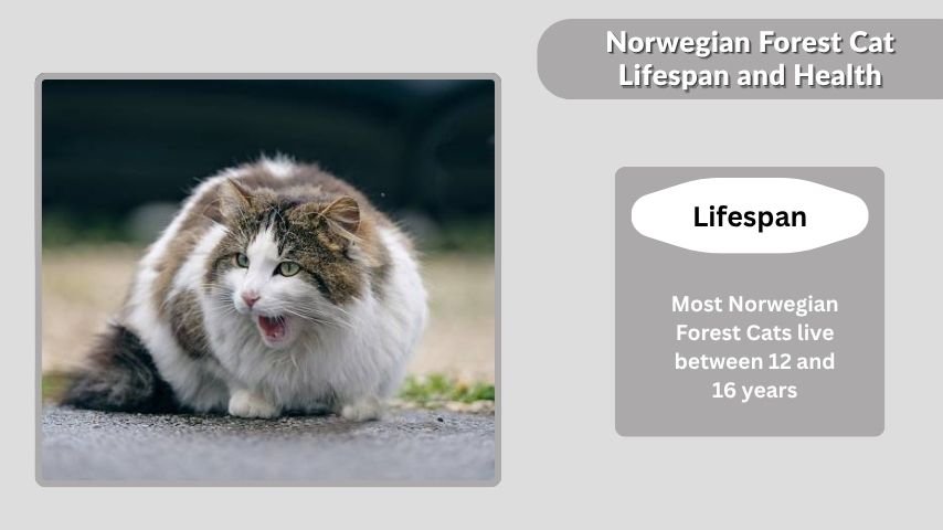 Norwegian Forest Cat Lifespan and Health