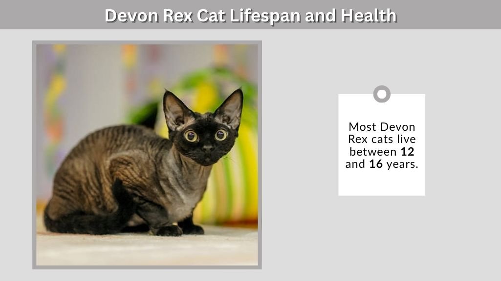 Devon Rex Cat Lifespan and Health