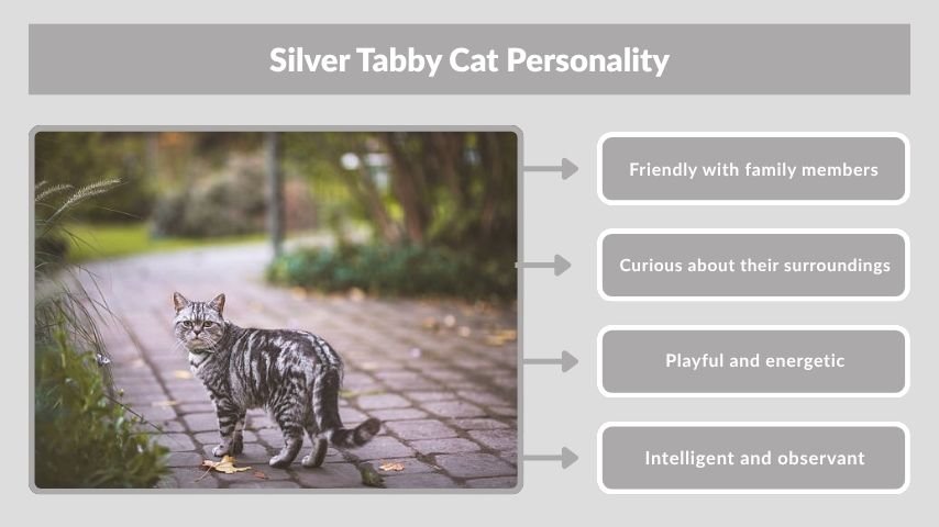 Silver Tabby Cat Personality