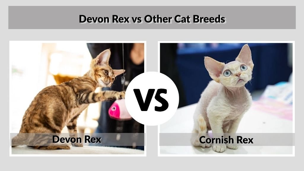 Devon Rex vs Other Cat Breeds
