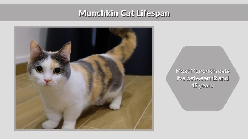 Munchkin Cat Lifespan