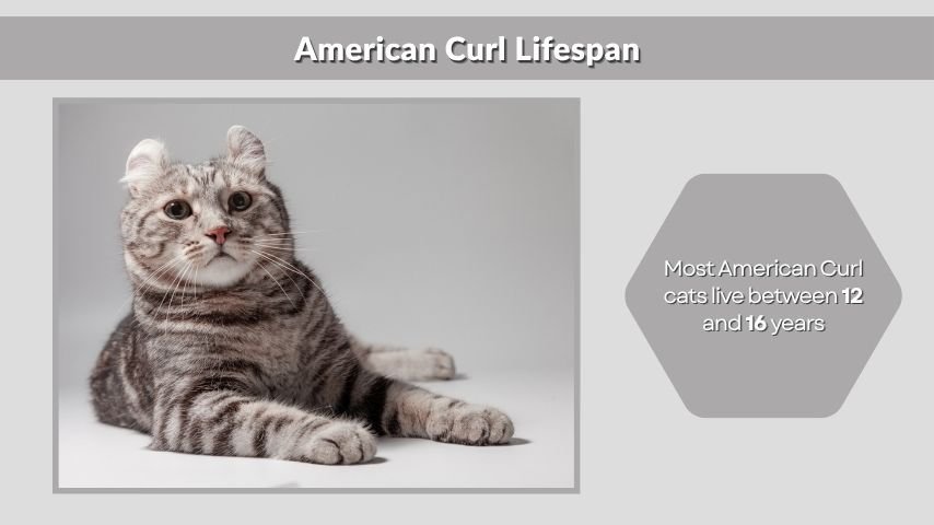 American Curl Lifespan