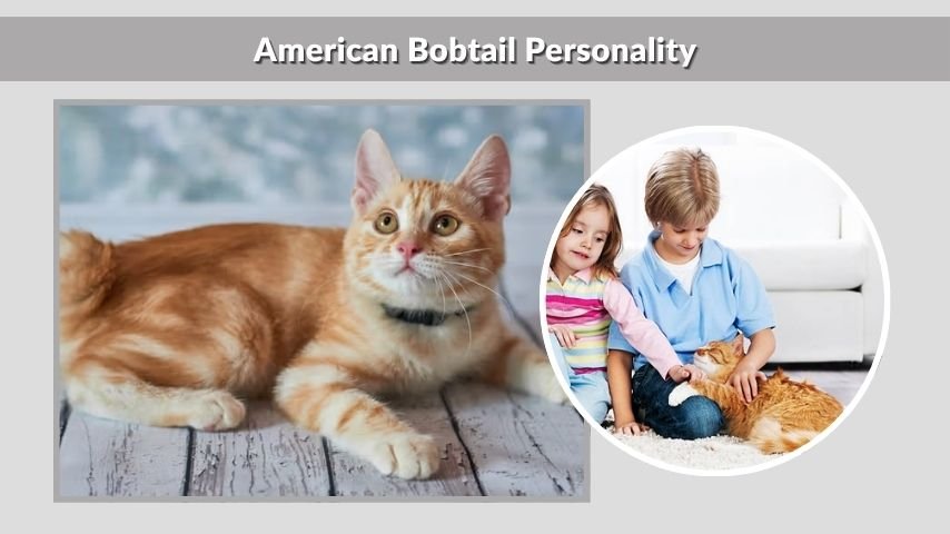 American Bobtail Personality
