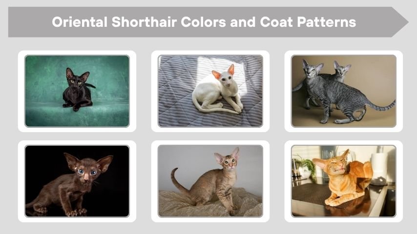 Oriental Shorthair Colors and Coat Patterns