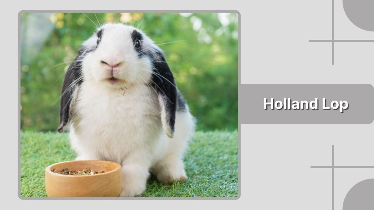 Holland Lop