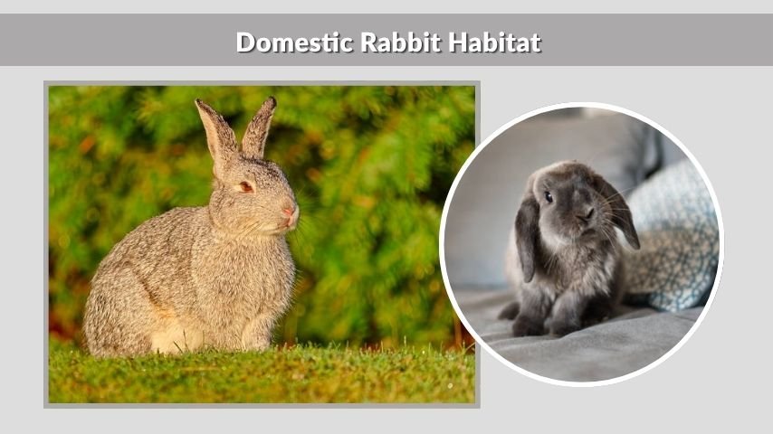 Domestic Rabbit Habitat