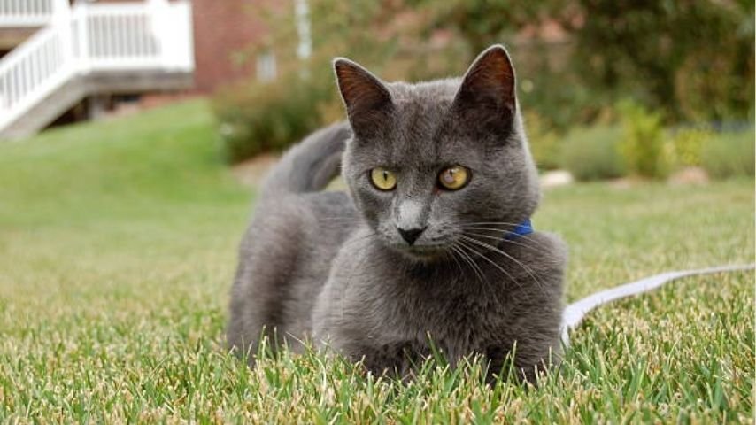 Russian Blue Tabby Mix Cats