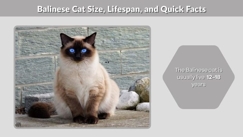 Balinese Cat Size, Lifespan, and Quick Facts