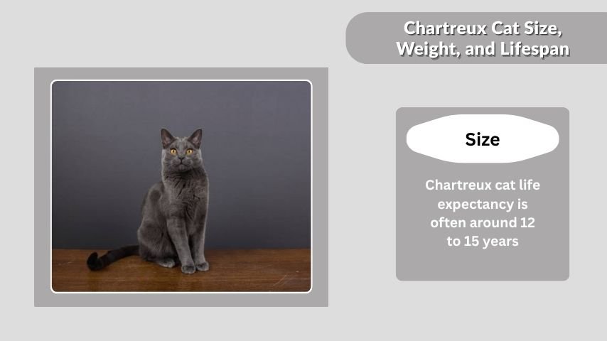 Chartreux Cat Size, Weight, and Lifespan