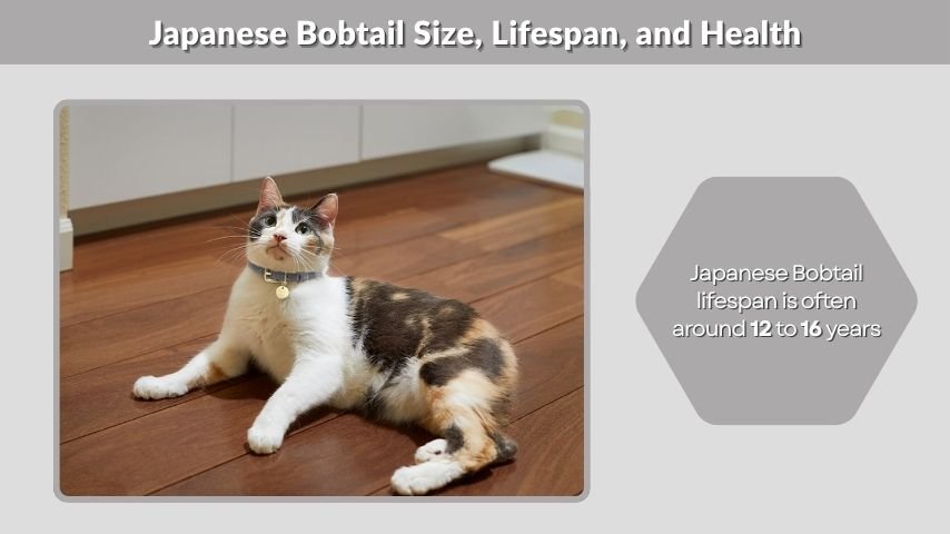 Japanese Bobtail Size, Lifespan, and Health
