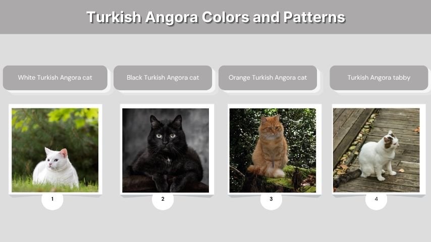 Turkish Angora Colors and Patterns