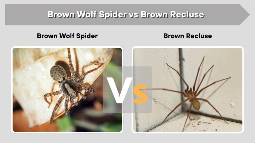Brown Wolf Spider vs Brown Recluse