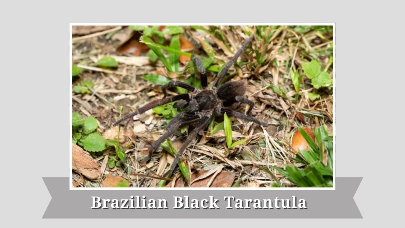 Brazilian Black Tarantula