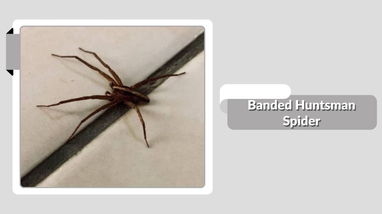Banded Huntsman Spider