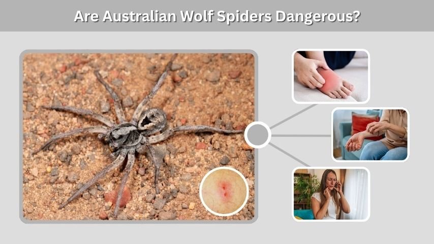 Are Australian Wolf Spiders Dangerous?