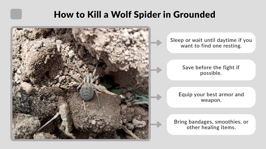 How to Kill a Wolf Spider in Grounded