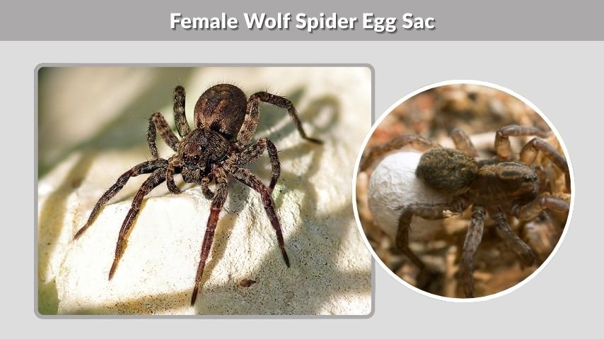 Female Wolf Spider Egg Sac