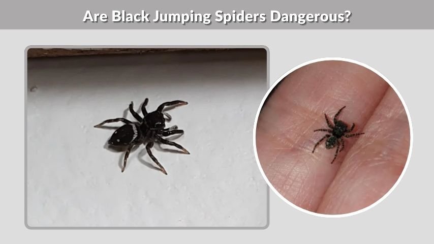 Are Black Jumping Spiders Dangerous?