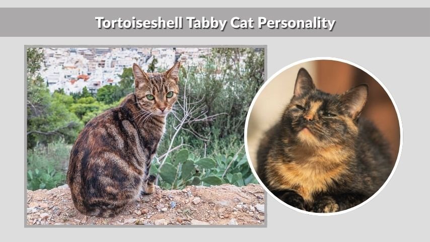 Tortoiseshell Tabby Cat Personality
