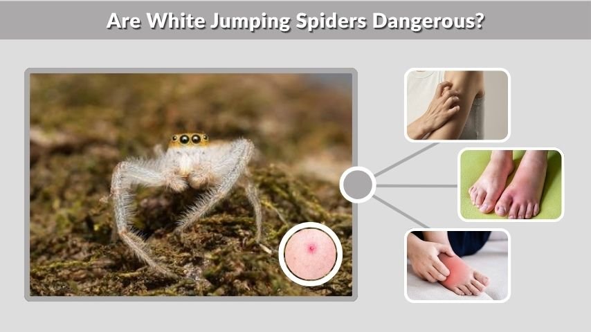 Are White Jumping Spiders Dangerous?