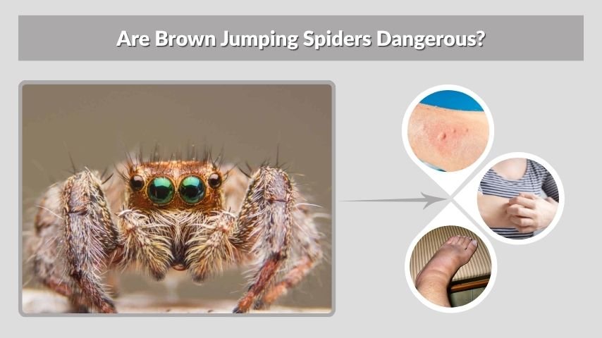 Are Brown Jumping Spiders Dangerous?