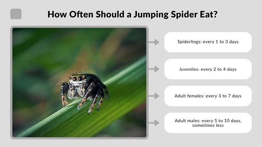 How Often Should a Jumping Spider Eat?