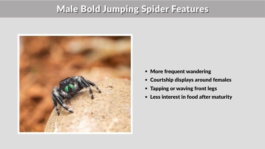 Male Bold Jumping Spider Features