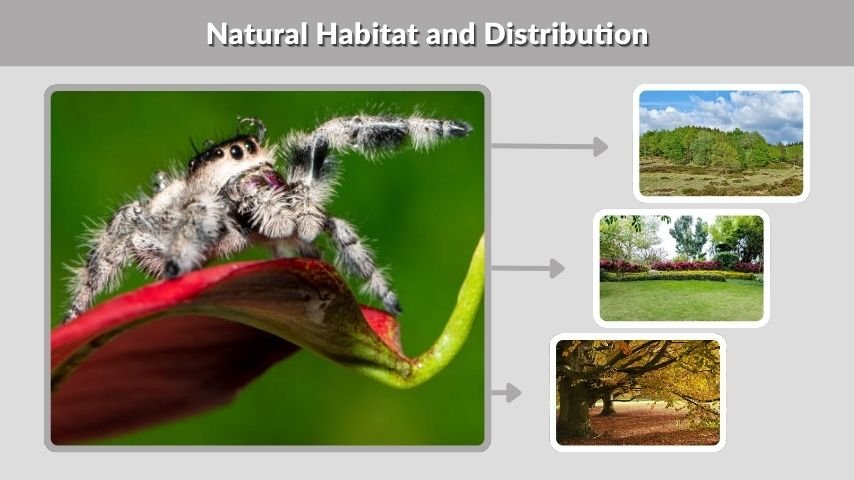 Natural Habitat and Distribution