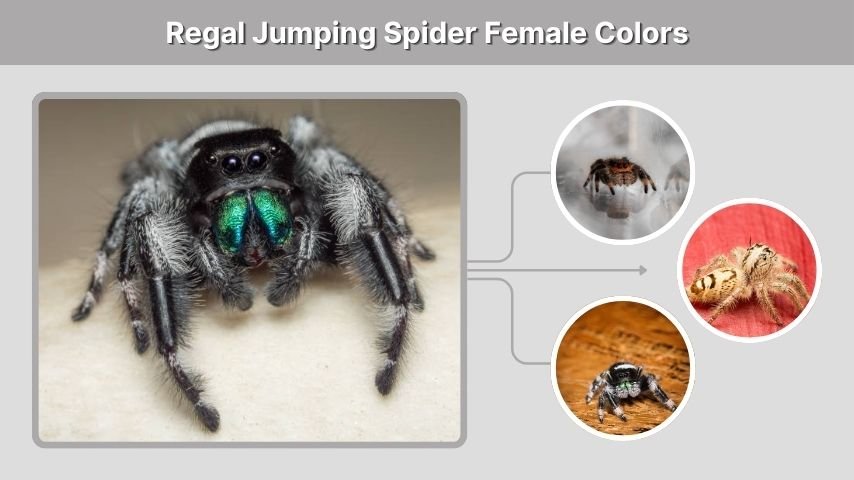 Regal Jumping Spider Female Colors
