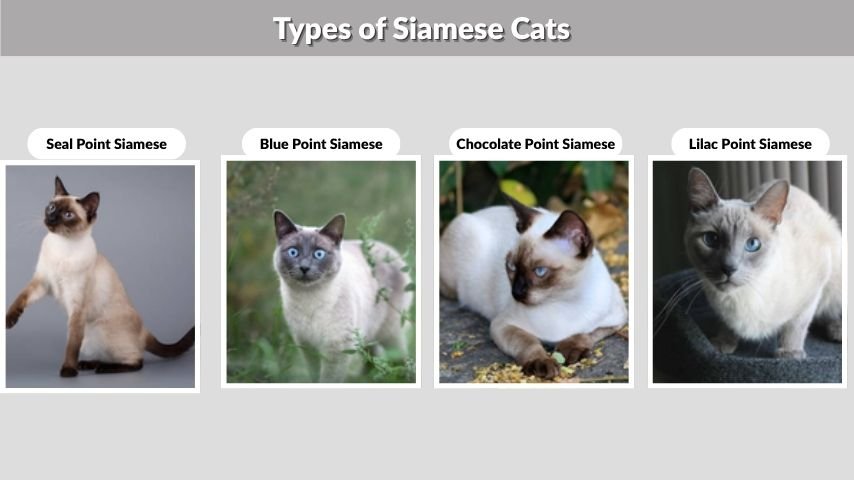 Types of Siamese Cats